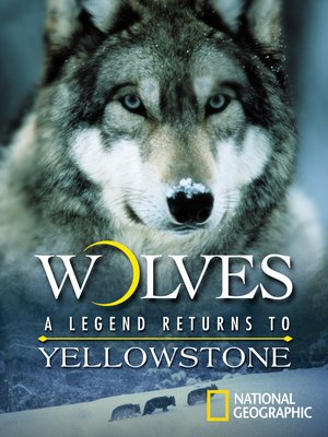 cover image of Wolves: A Legend Returns to Yellowstone